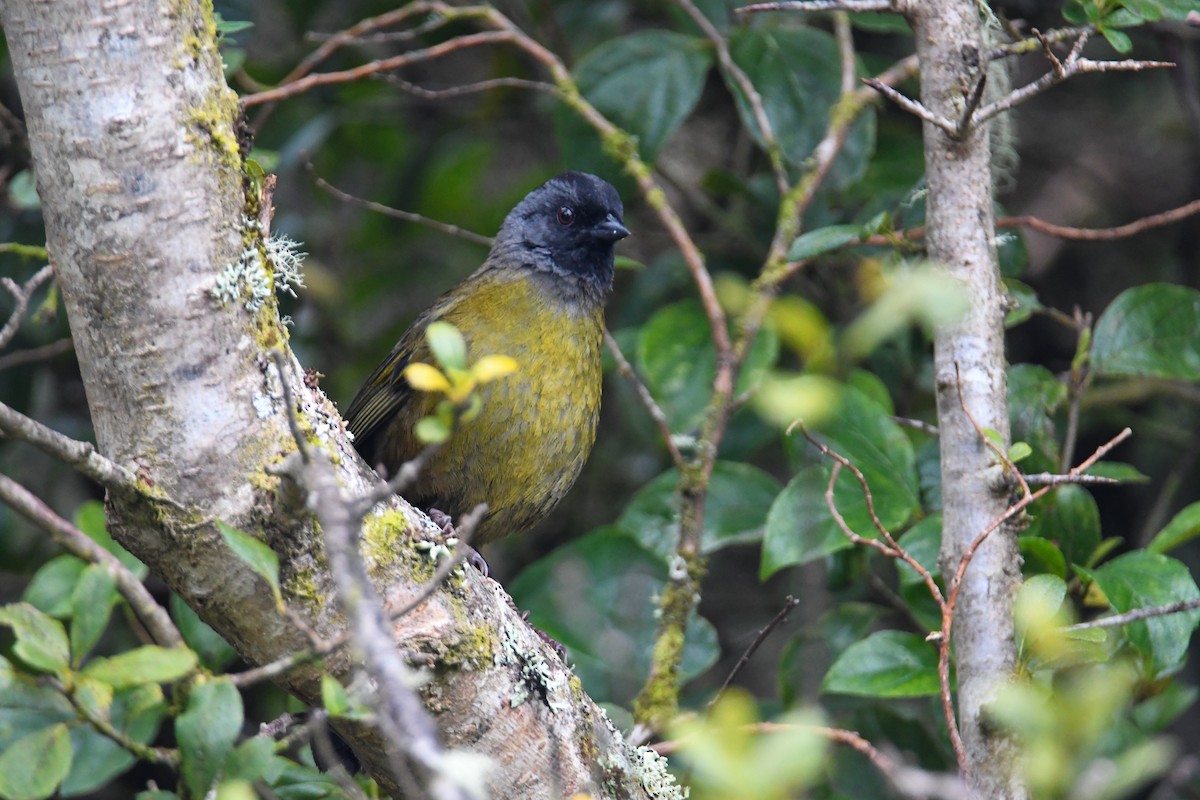 Large-footed Finch - ML637904826