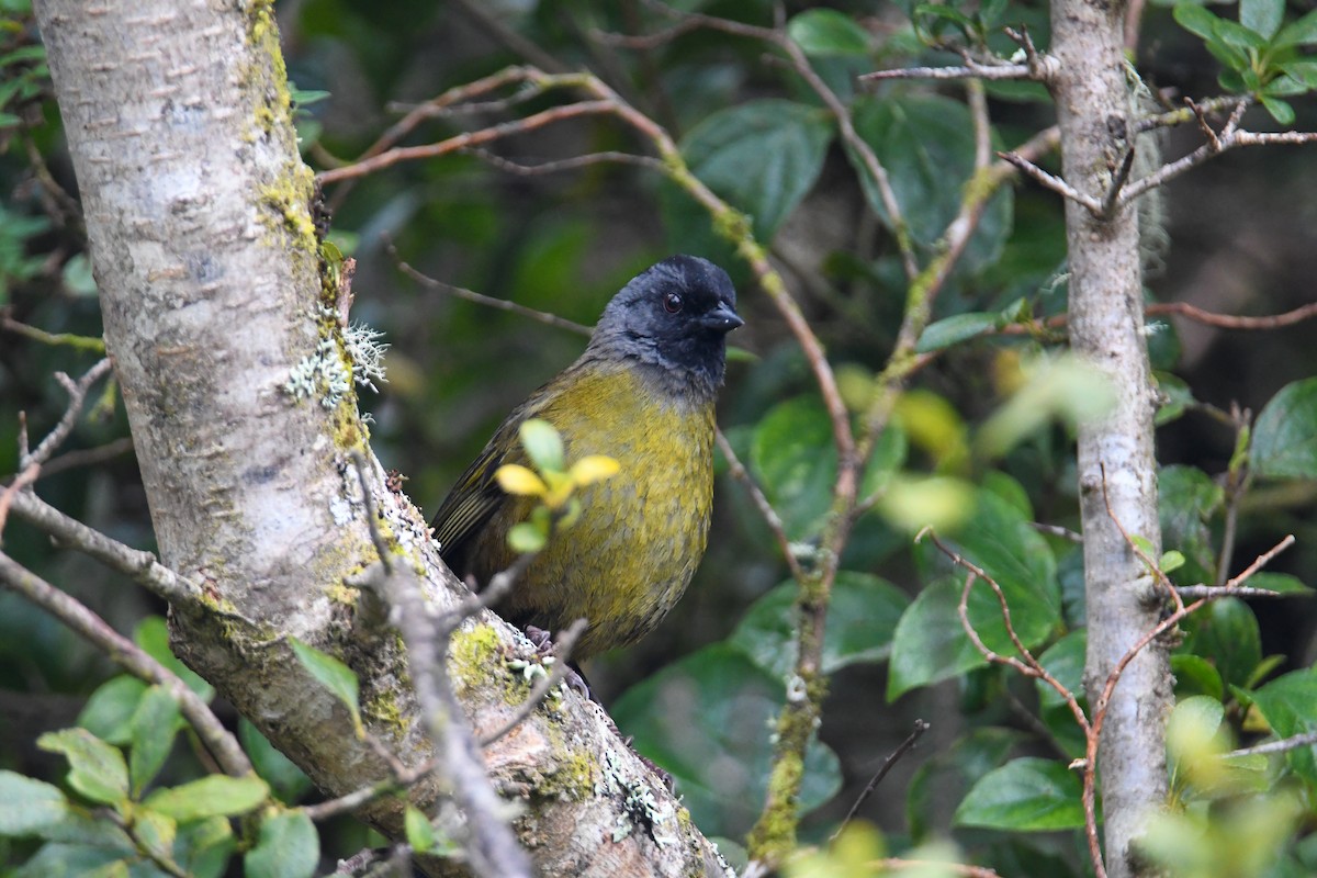Large-footed Finch - ML637904827