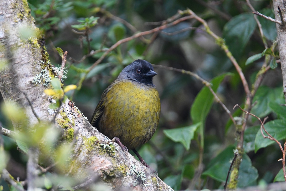 Large-footed Finch - ML637904828