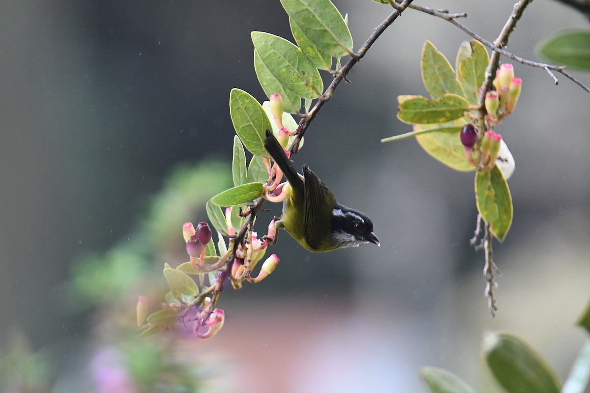 Sooty-capped Chlorospingus - ML637904942