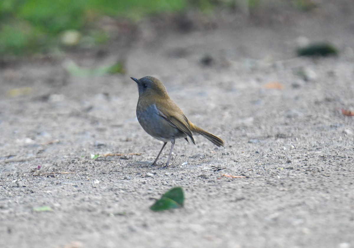 Black-billed Nightingale-Thrush - ML637904970