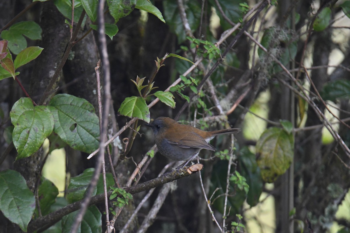 Black-billed Nightingale-Thrush - ML637904971