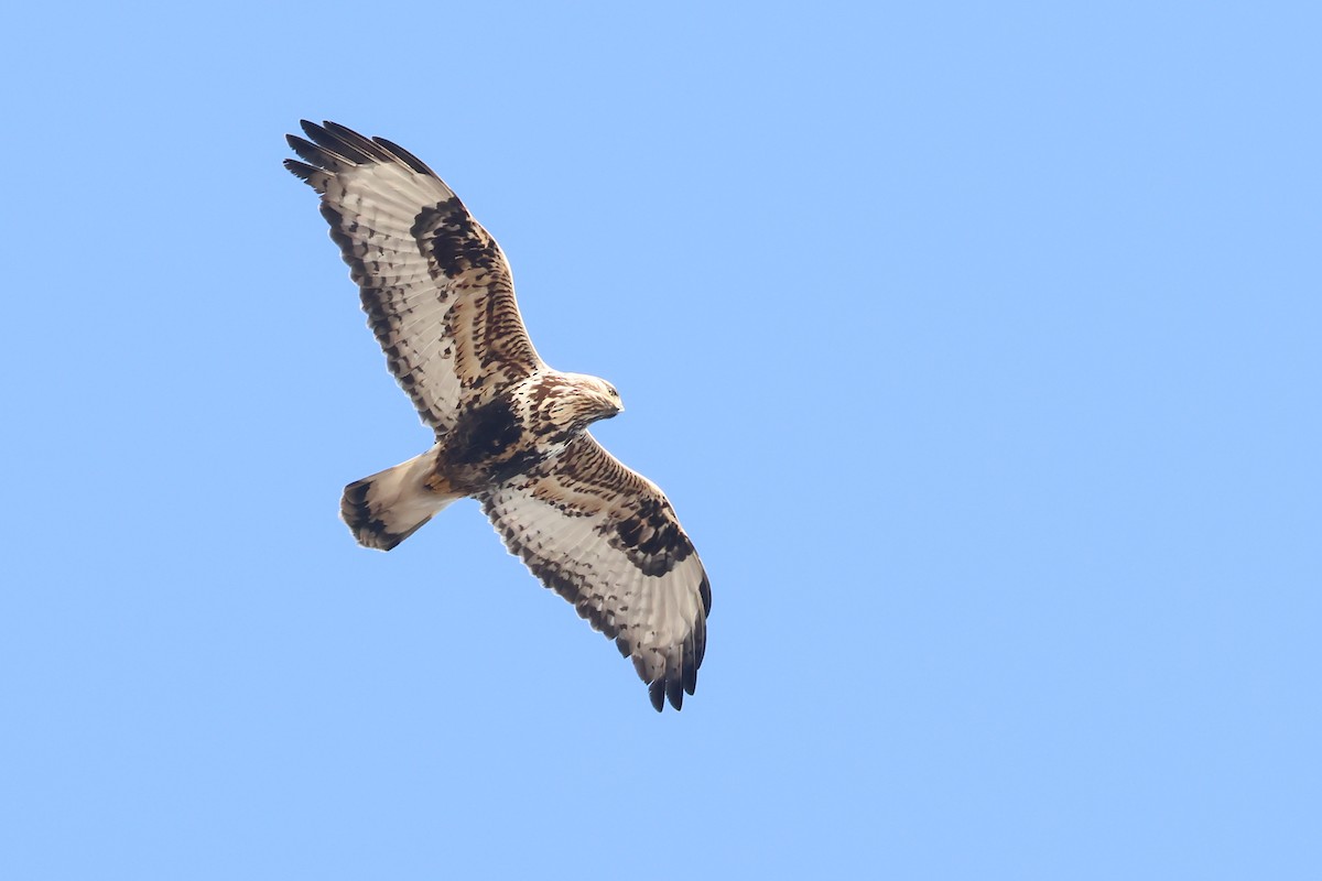 Rough-legged Hawk - ML637904985