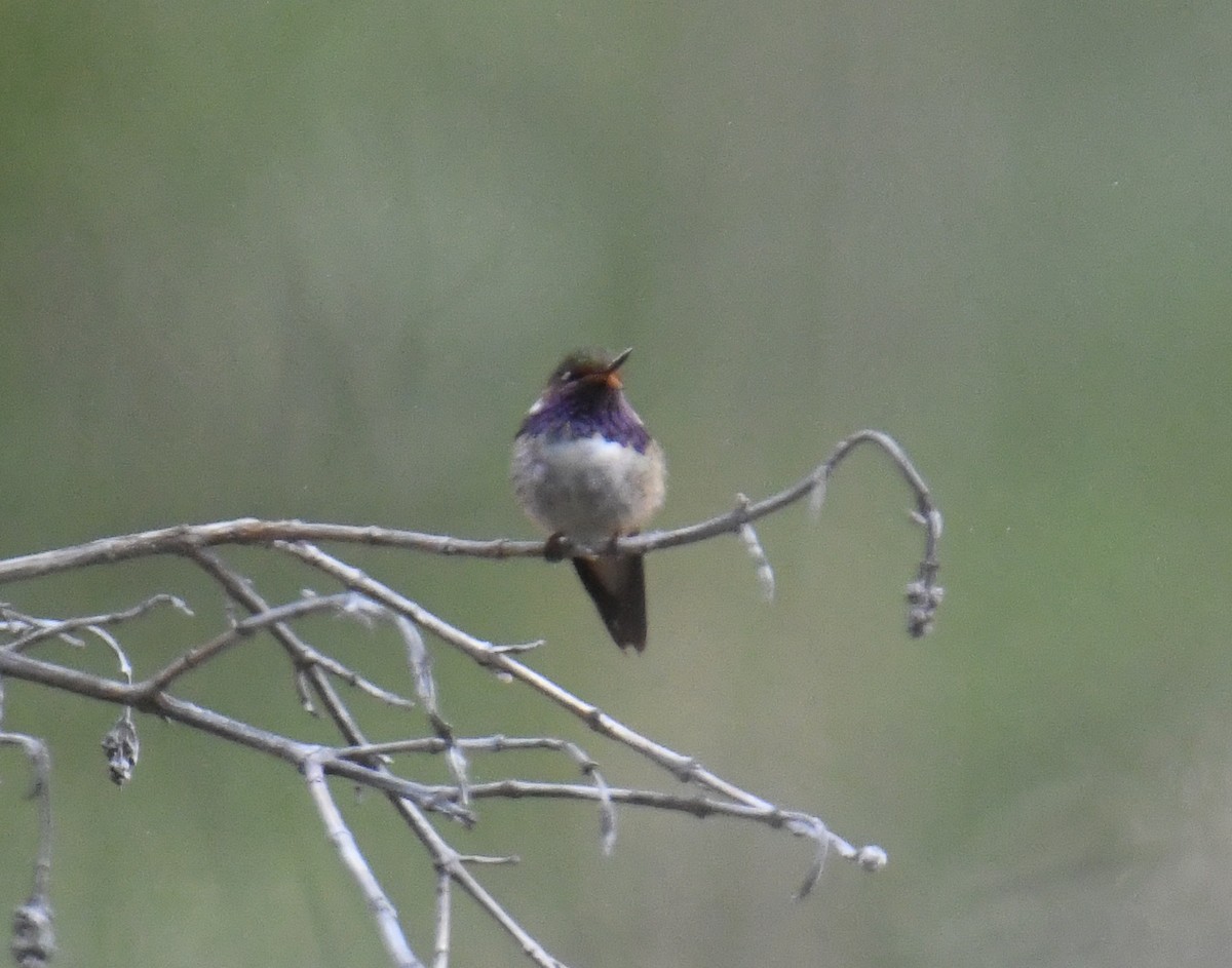 kalypta vulkánová (ssp. torridus) - ML637905010
