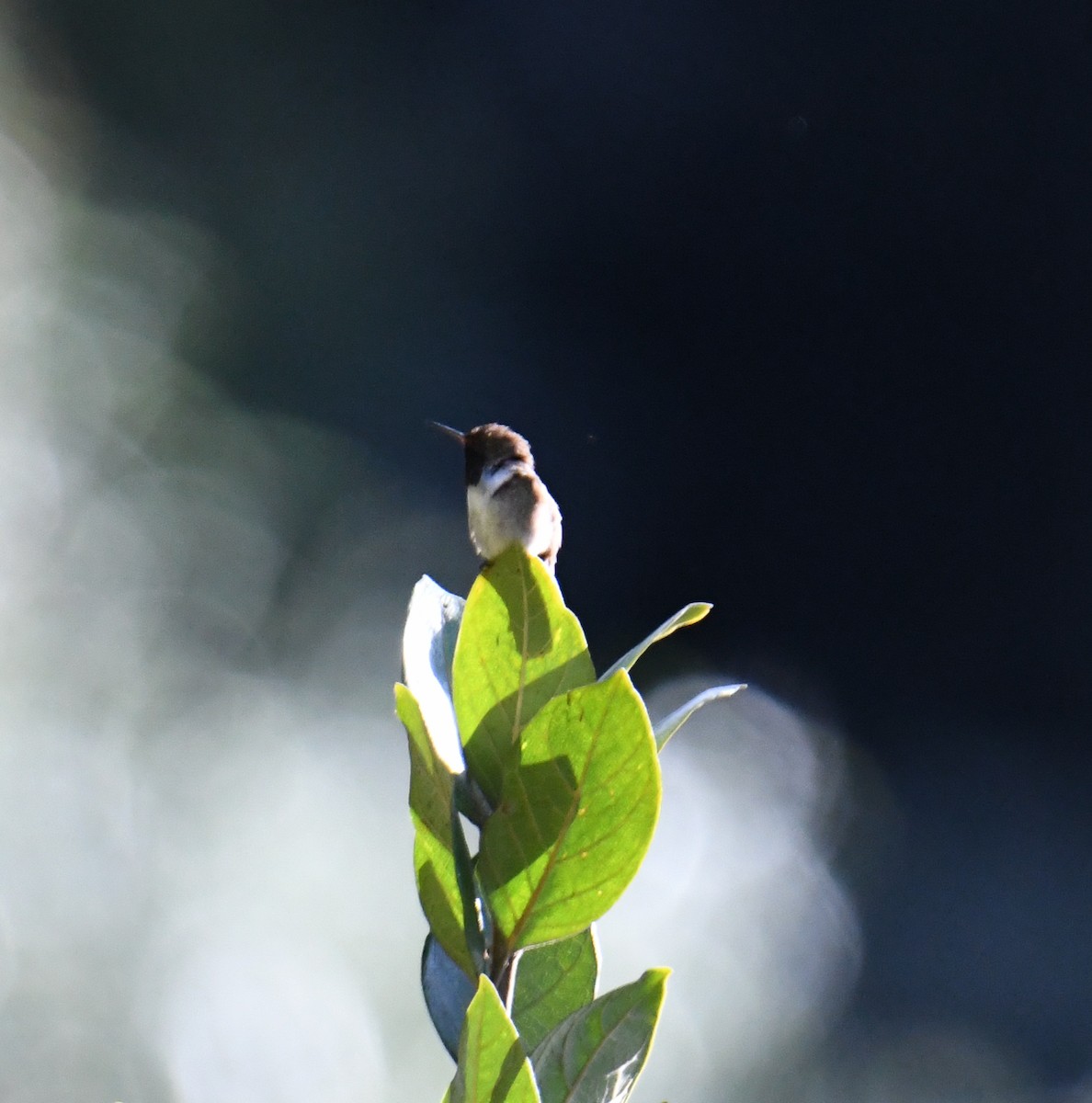 kalypta vulkánová (ssp. torridus) - ML637905055