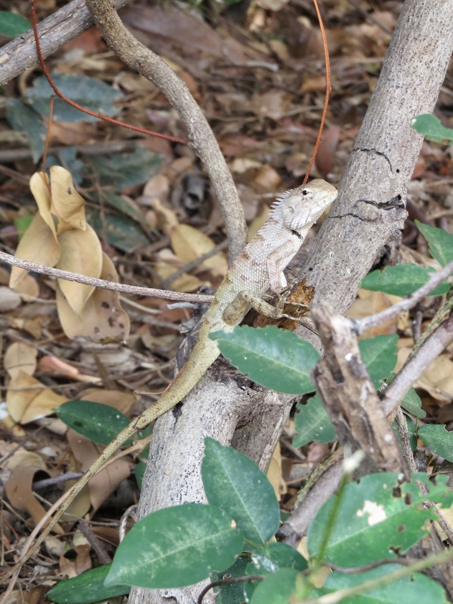 Oriental Garden Lizard - ML637905072