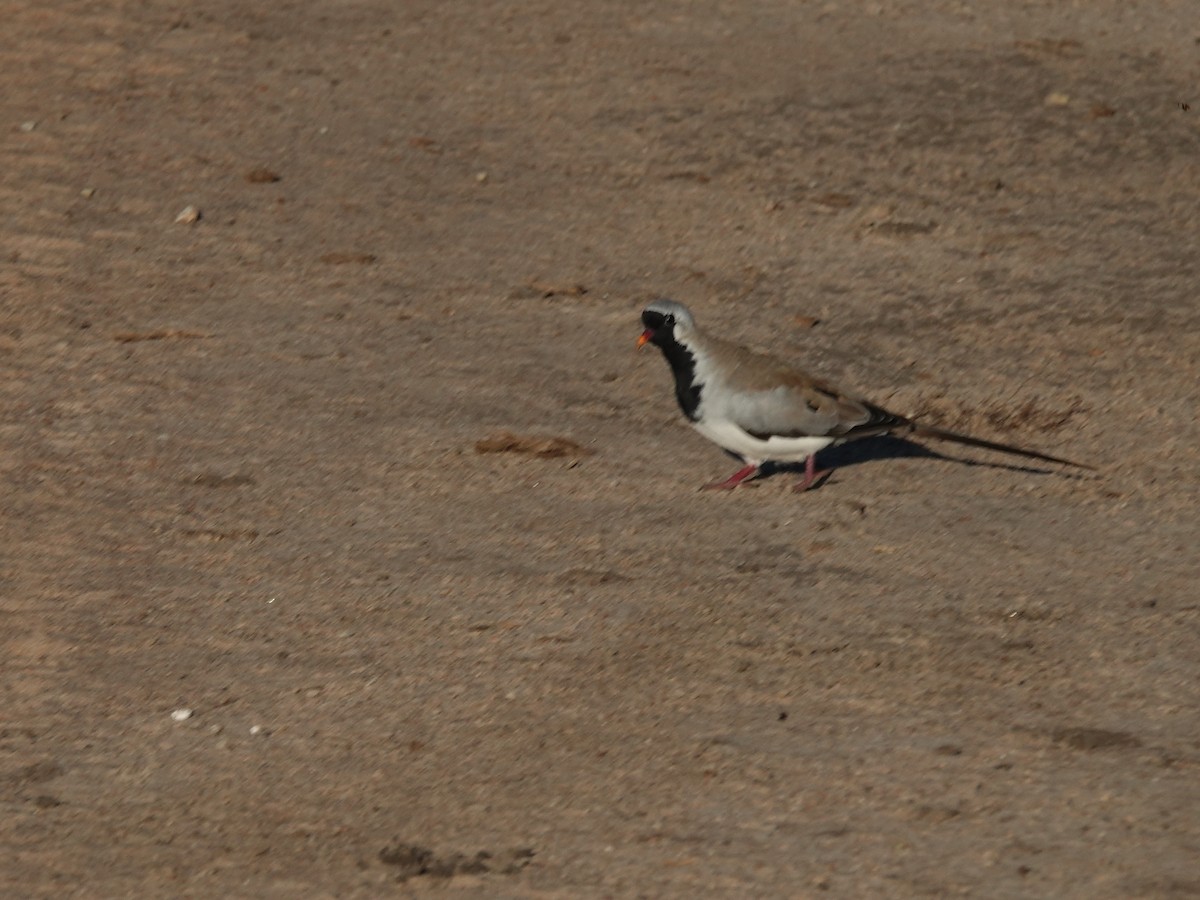 Namaqua Dove - ML637905104