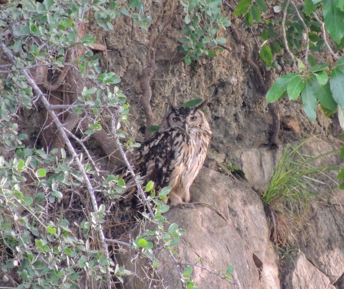 Rock Eagle-Owl - ML637905147