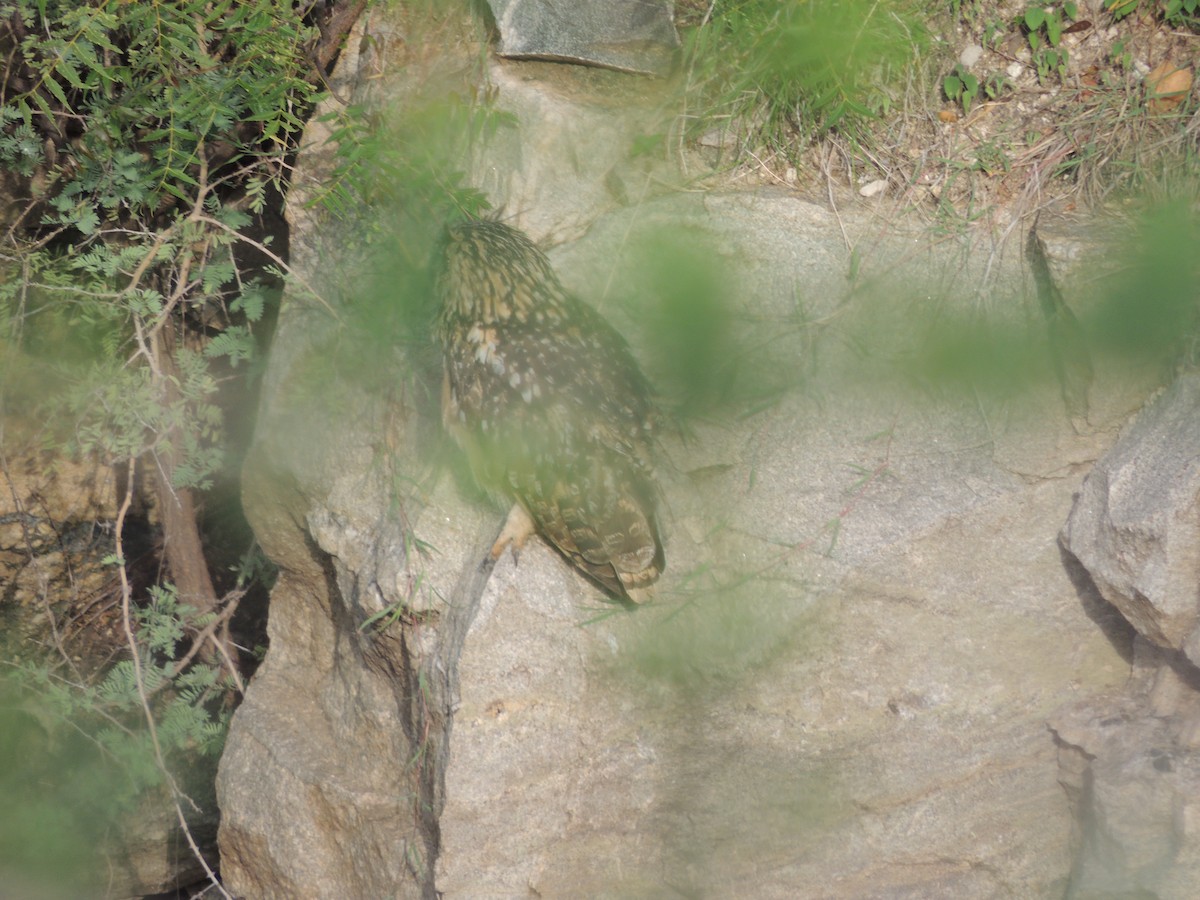 Rock Eagle-Owl - ML637905150