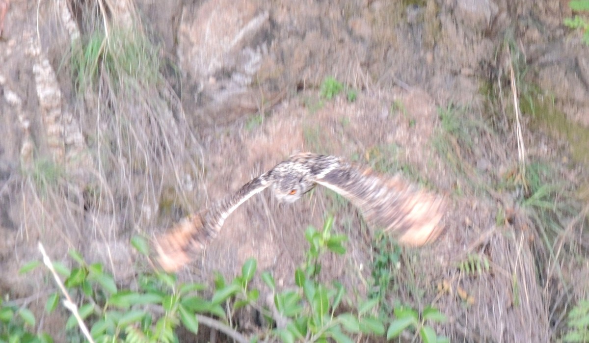 Rock Eagle-Owl - ML637905157