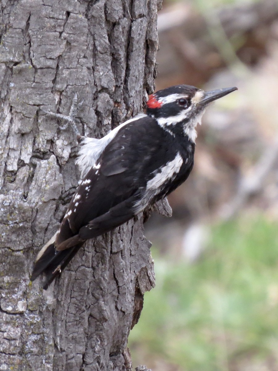 Hairy Woodpecker - ML637905250