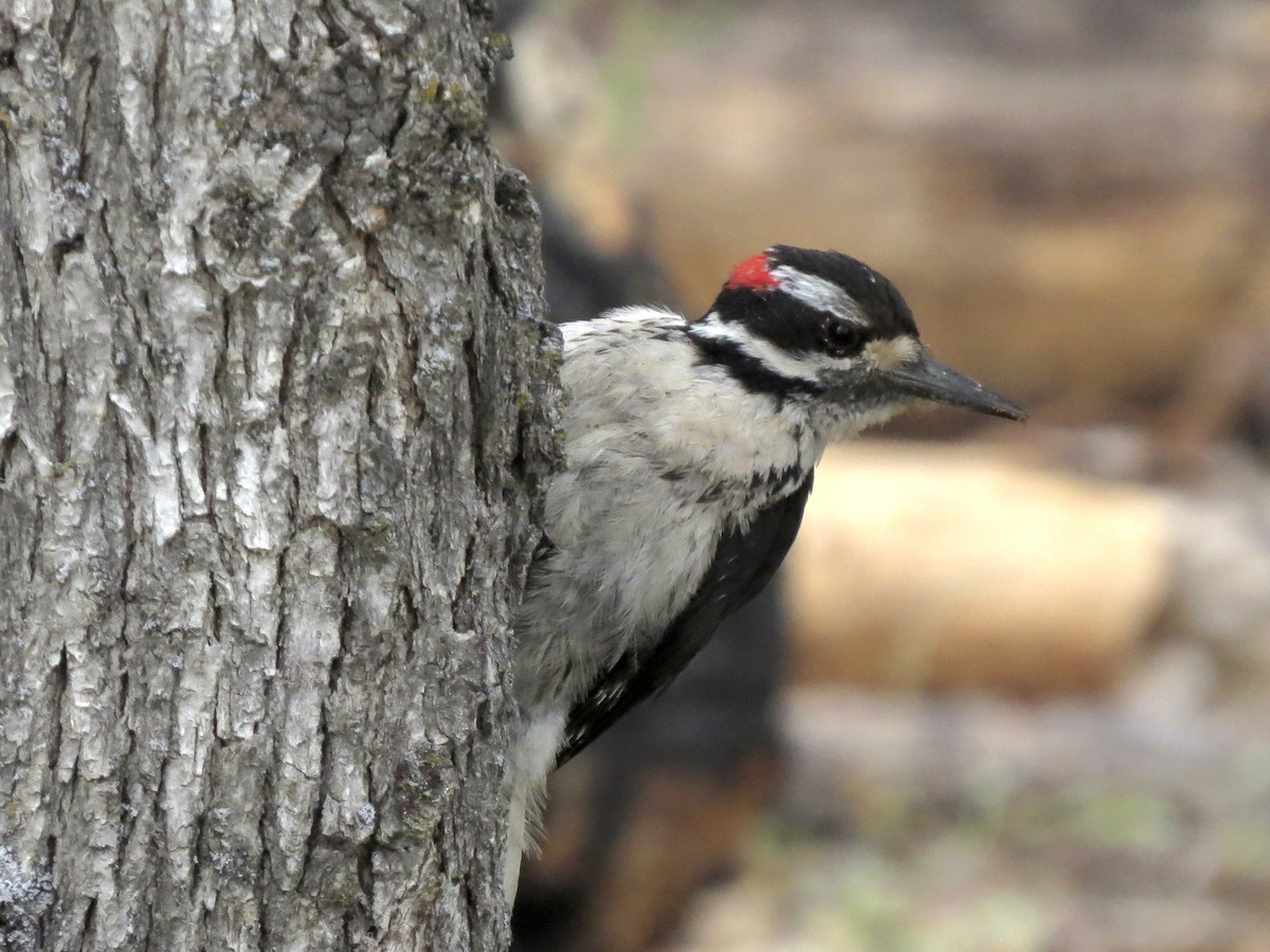 Hairy Woodpecker - ML637905251
