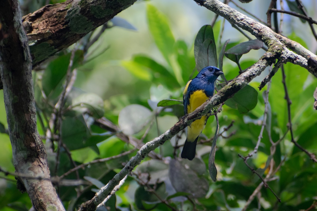 Turquoise Tanager - ML637905261