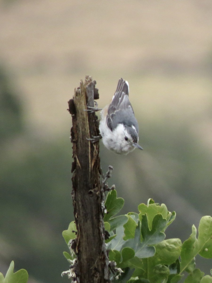 White-breasted Nuthatch - ML637905263