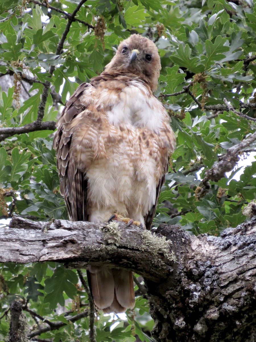 Red-tailed Hawk - ML637905273