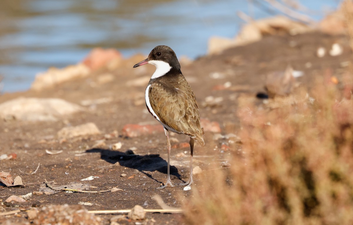 Red-kneed Dotterel - ML637905343