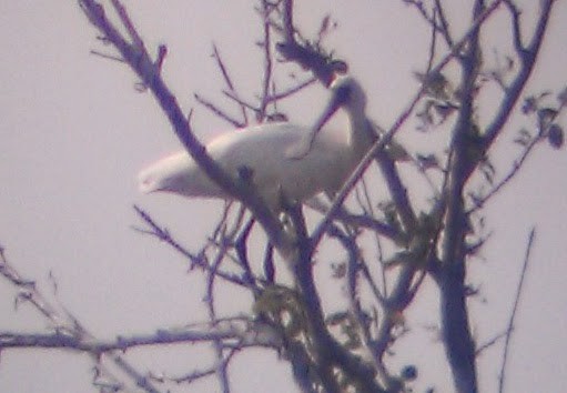 Black-faced Spoonbill - ML637905346