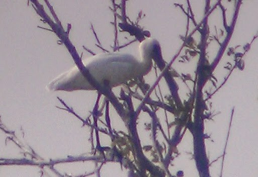 Black-faced Spoonbill - ML637905347