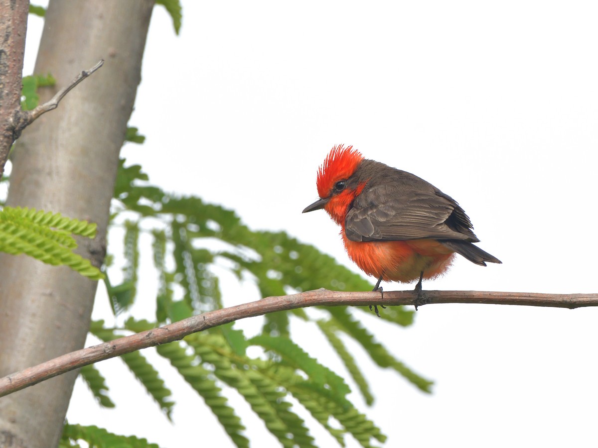 Vermilion Flycatcher (Northern) - ML637905371