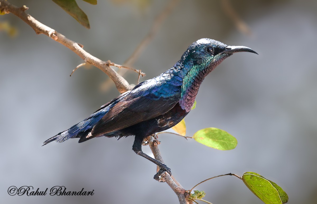 Loten's Sunbird - ML637905401