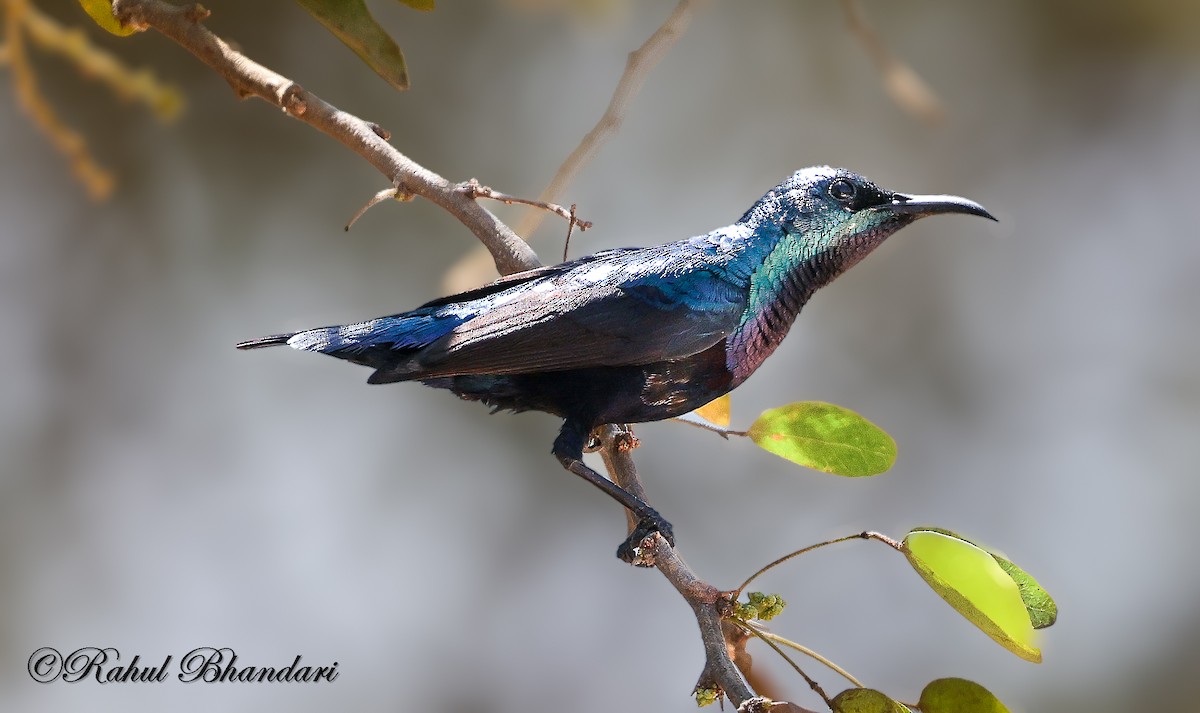 Loten's Sunbird - ML637905402