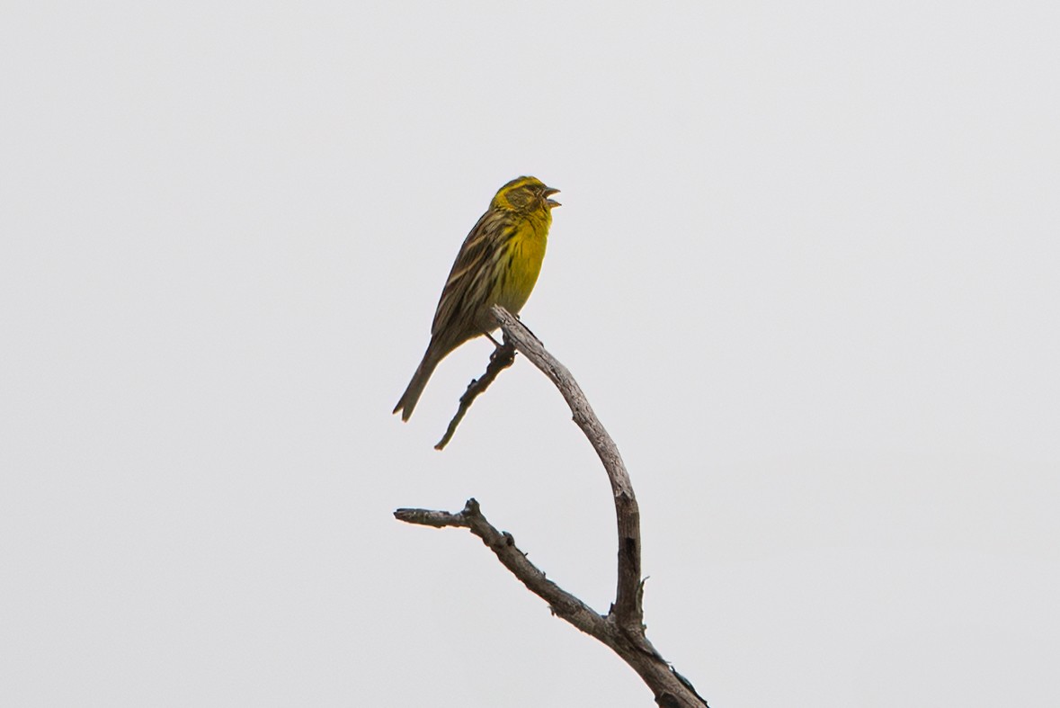 European Serin - ML637905406