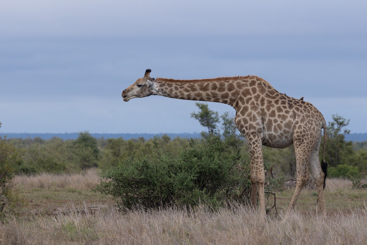 Yellow-billed Oxpecker - ML637905409