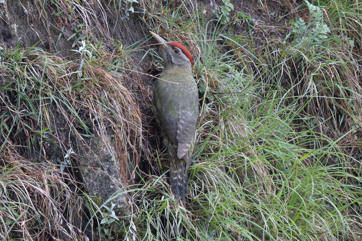 Scaly-bellied Woodpecker - ML637905438