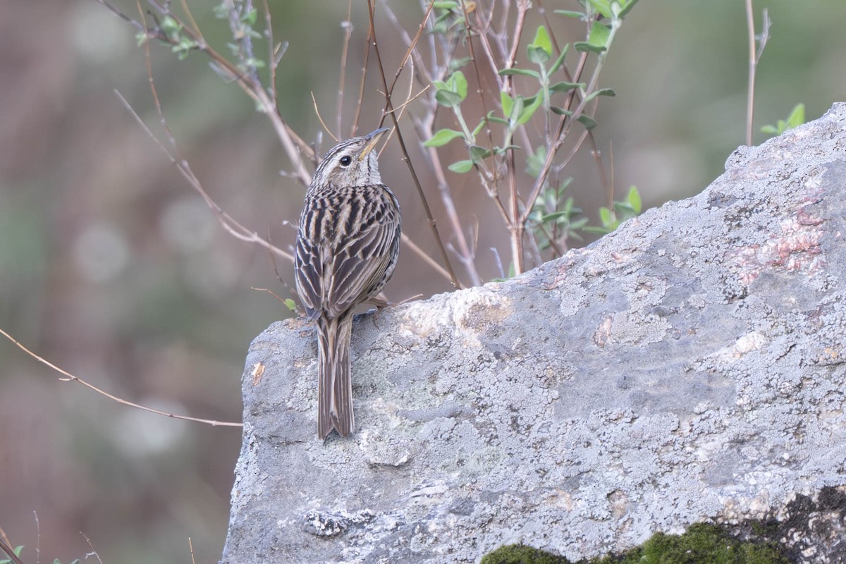 Upland Pipit - ML637905446