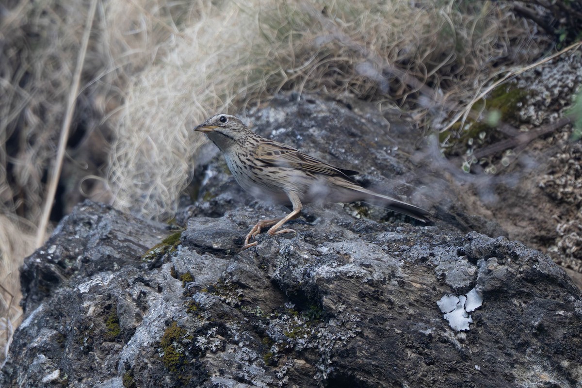Upland Pipit - ML637905447
