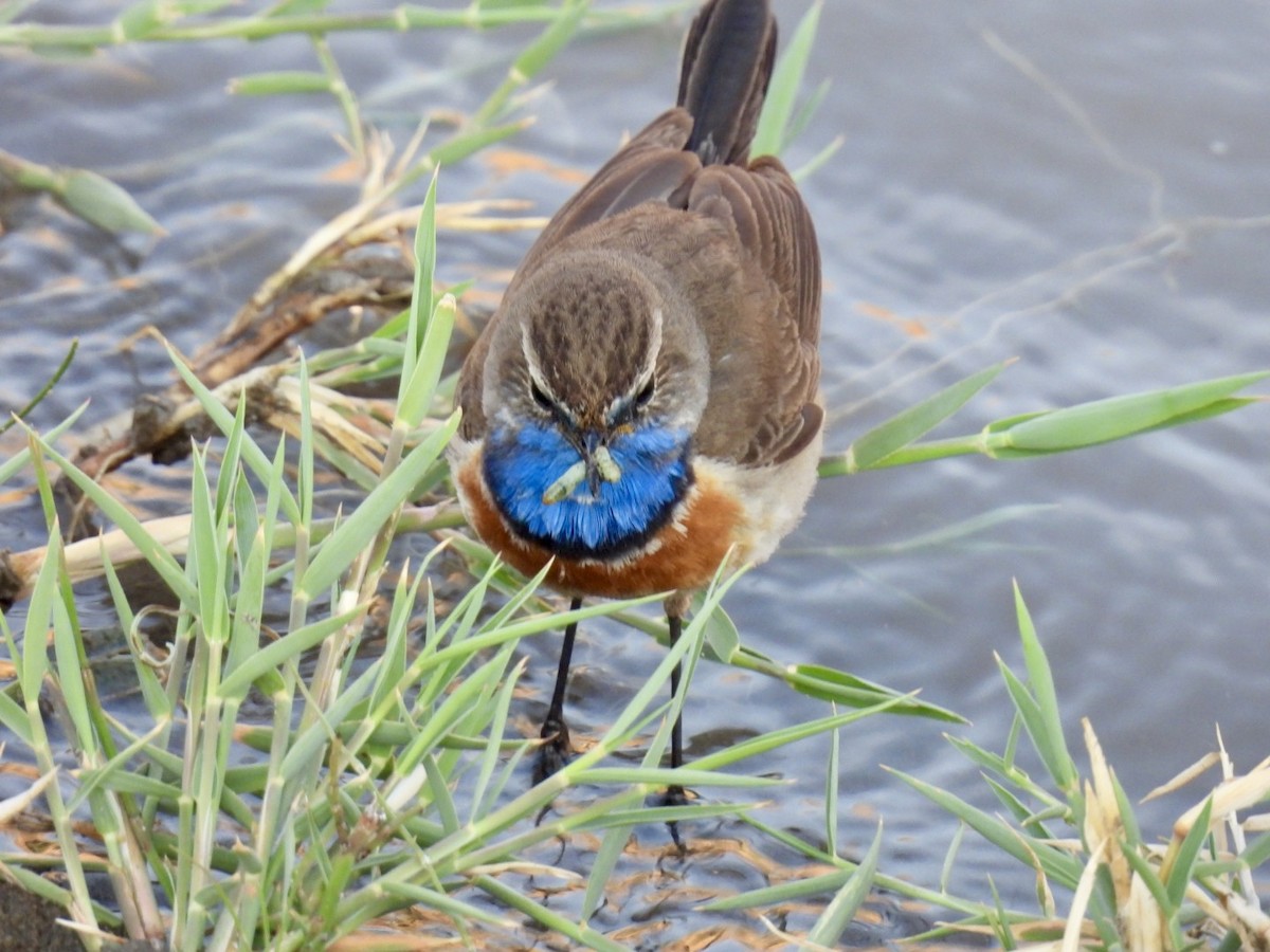 Bluethroat - ML637905458