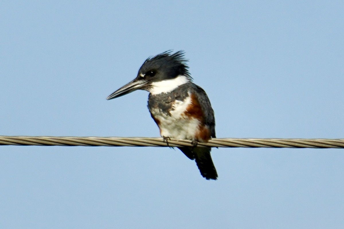 Gürtelfischer - ML637905478