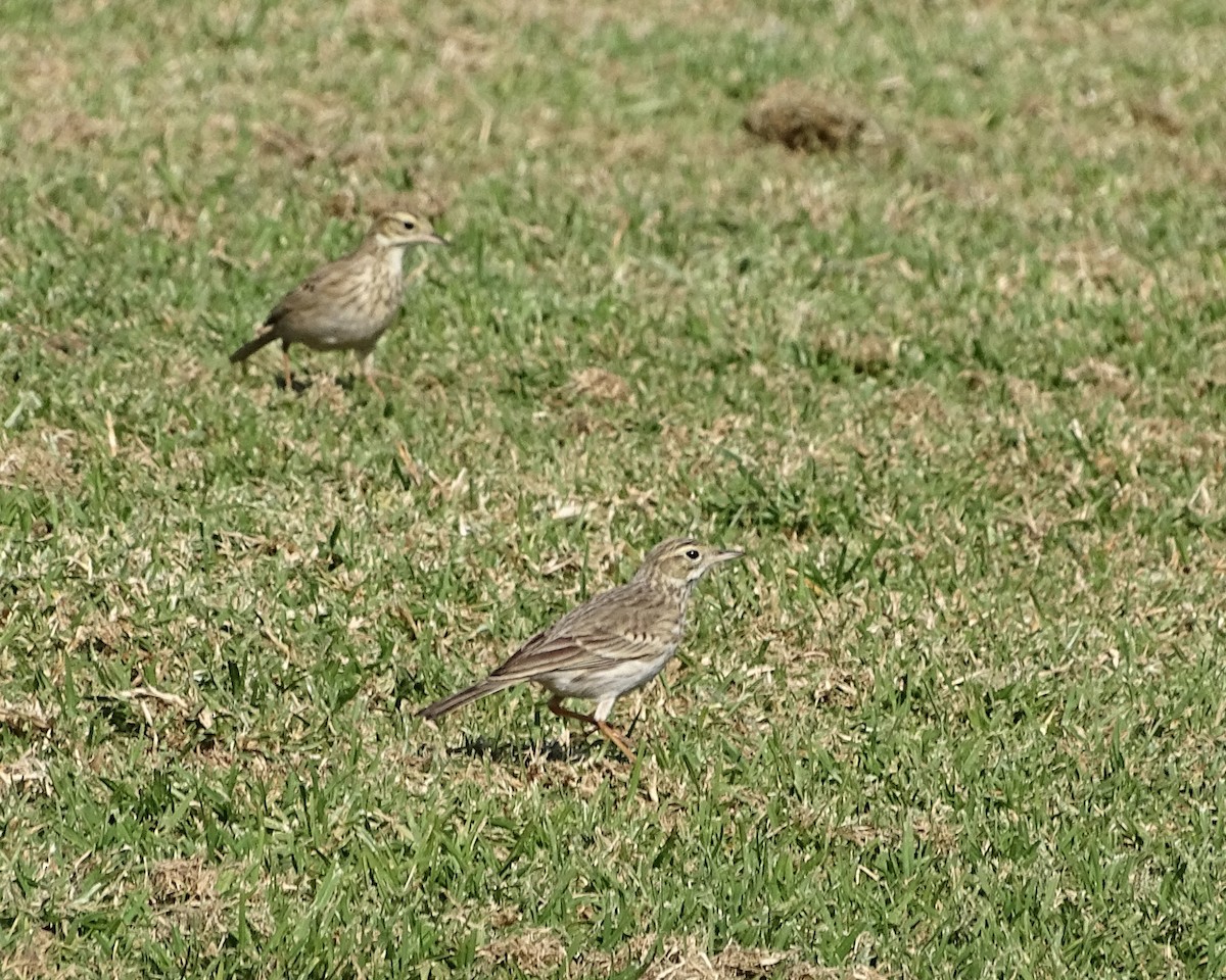 Australian Pipit - ML637905518