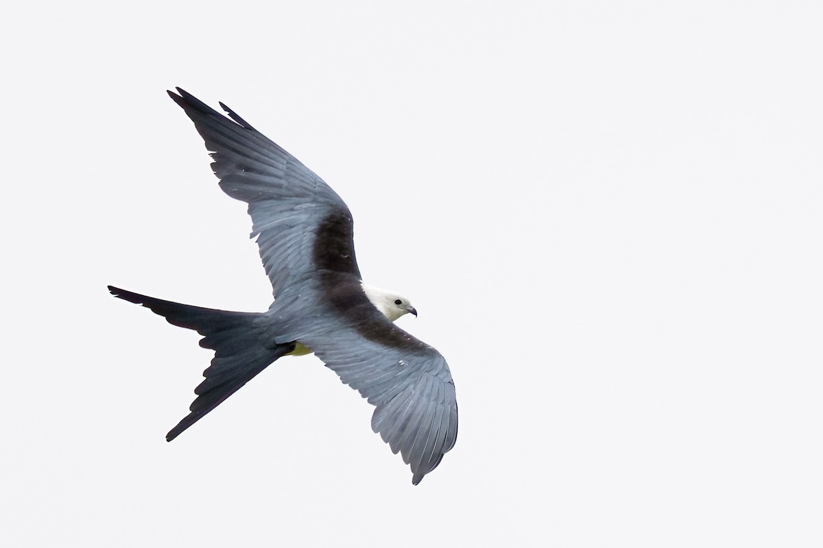 Swallow-tailed Kite - ML637905521