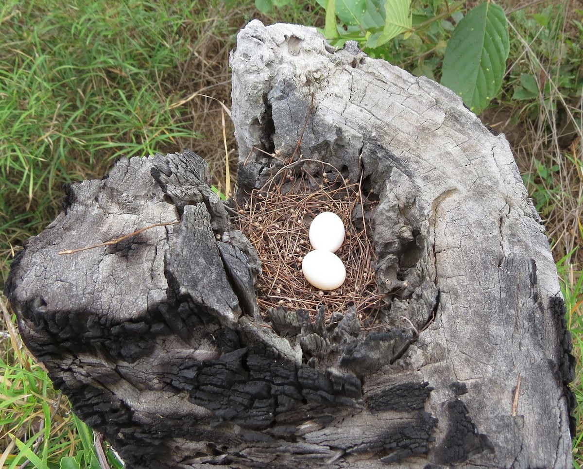 Zebra Dove - ML637905526