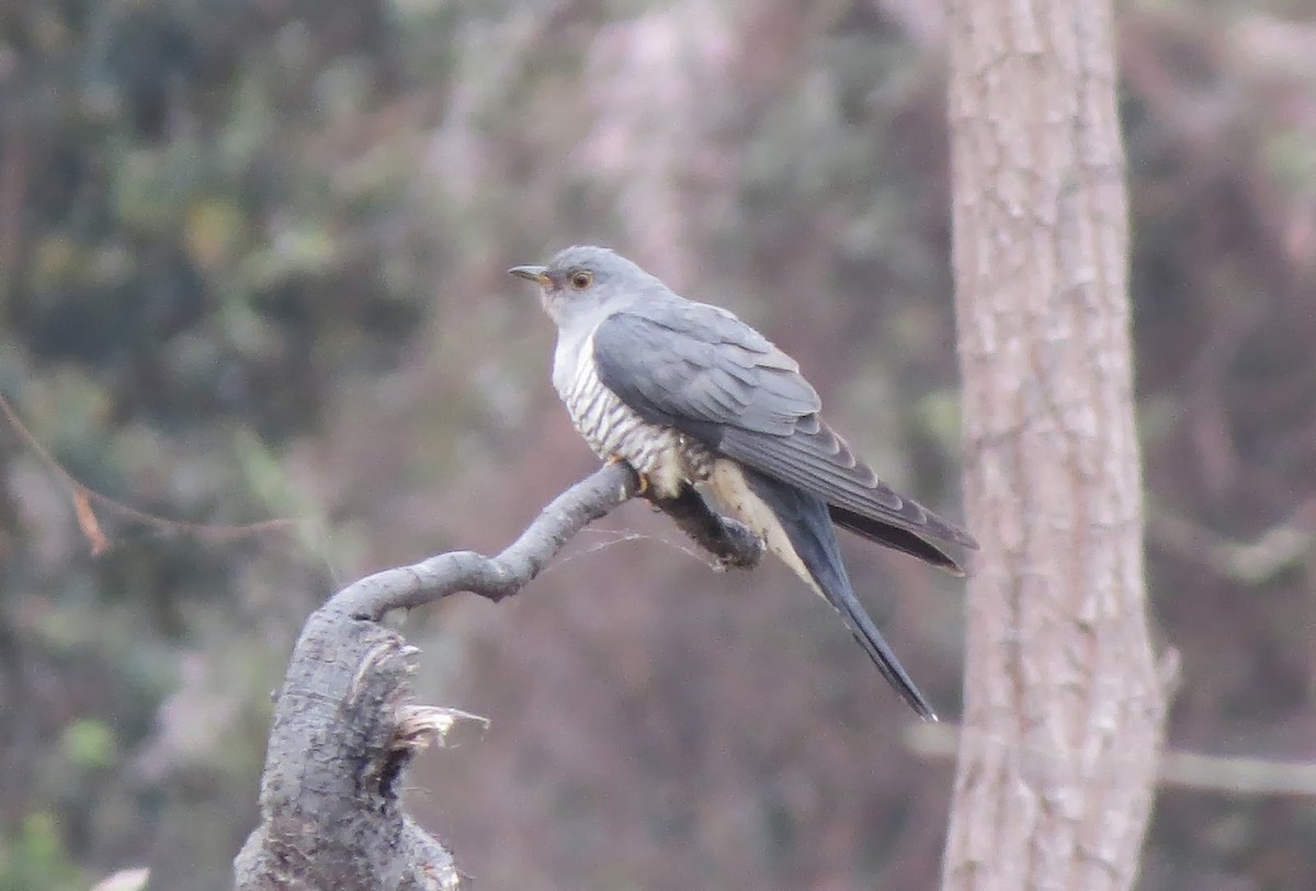 Himalayan Cuckoo - ML637905527