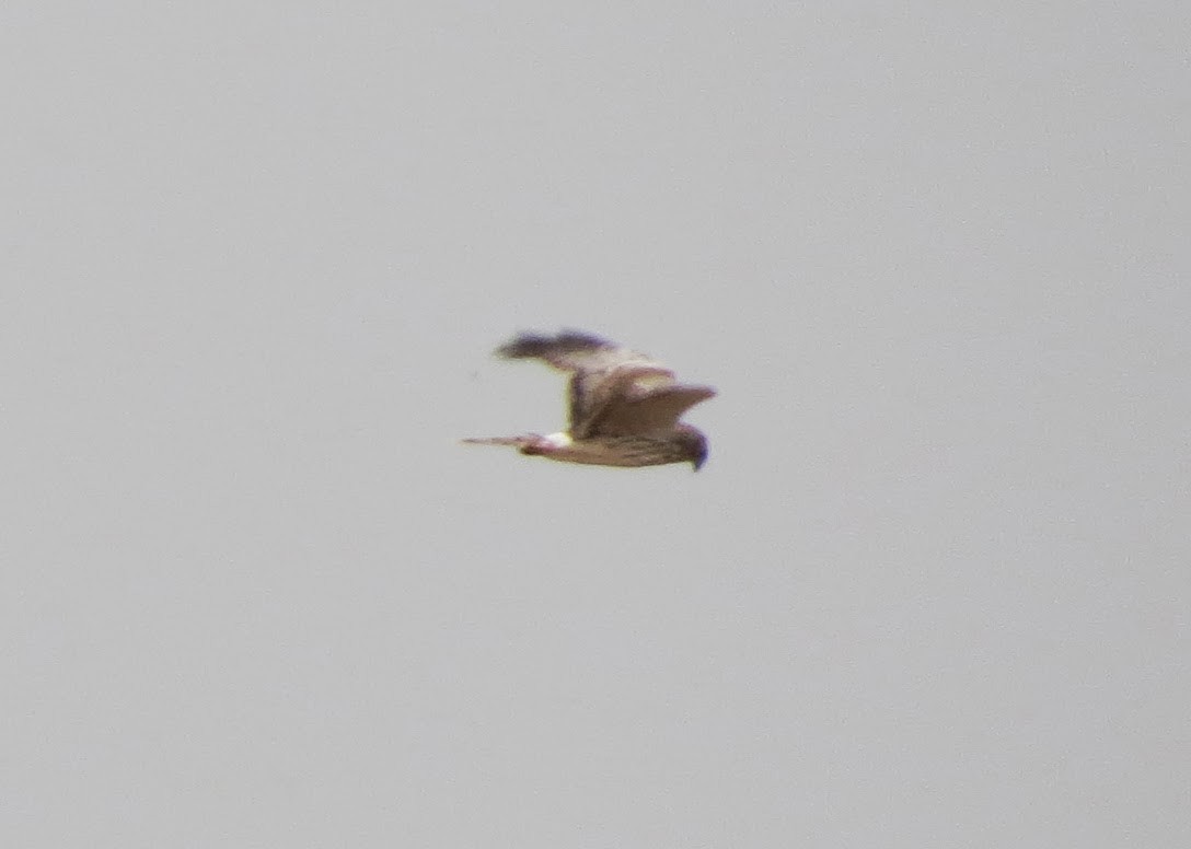 Pied Harrier - ML637905536