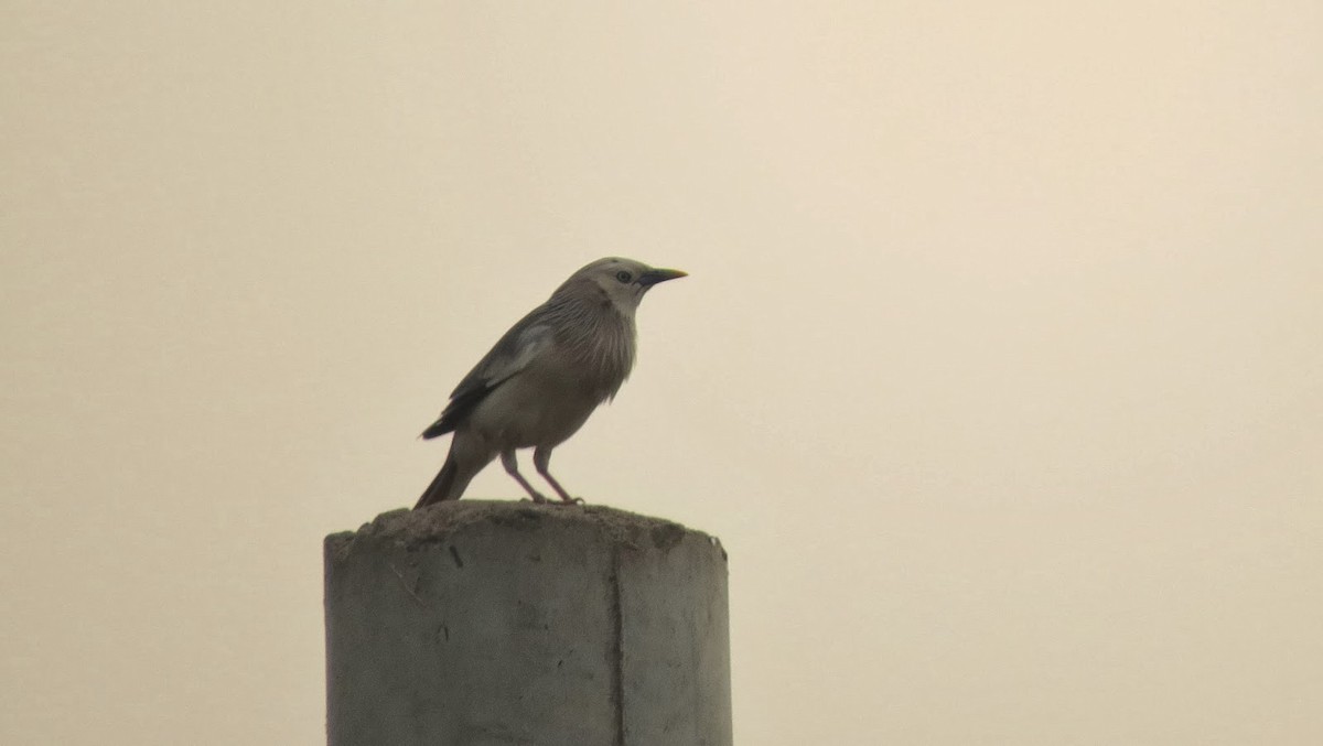 Chestnut-tailed Starling - ML637905558