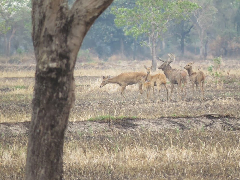 Thai brow-antlered deer - ML637905565