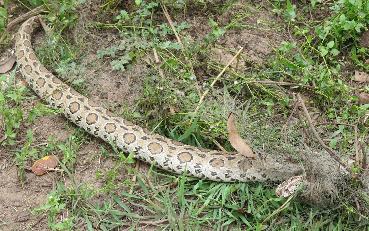 Siamese Russell's Viper - ML637905596