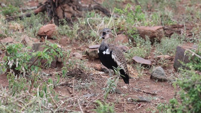 Red-crested Bustard - ML637905633
