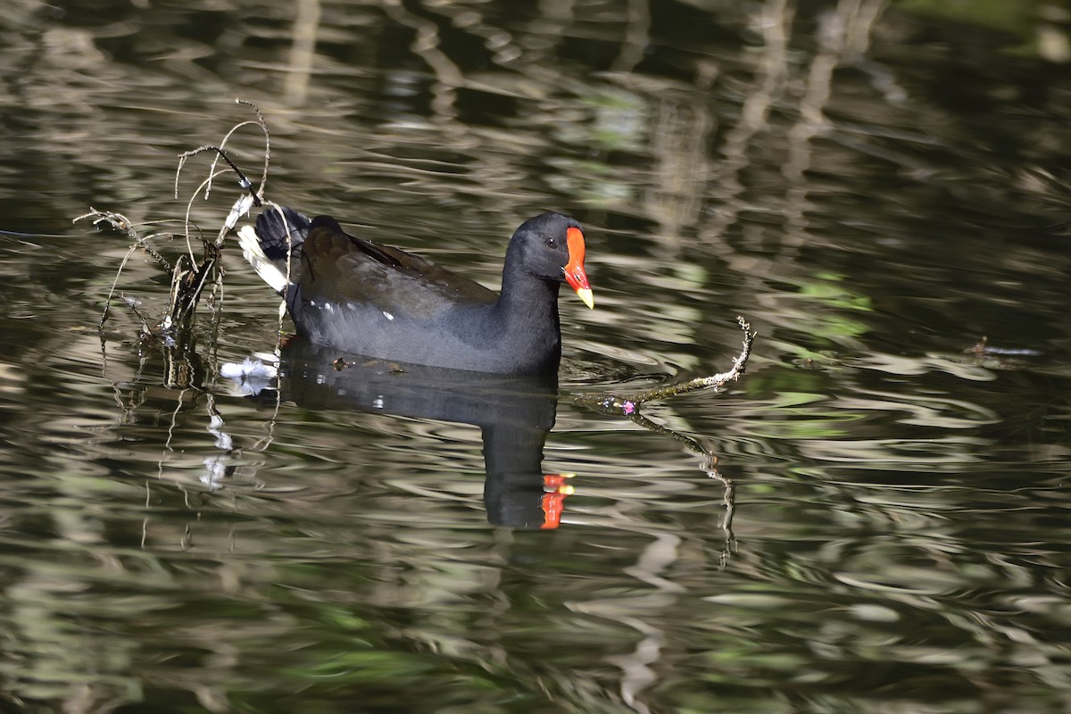 Dusky Moorhen - ML637905734
