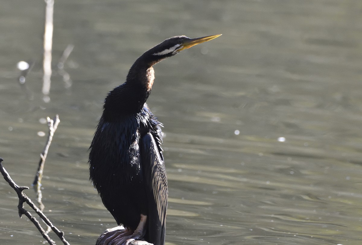 Australasian Darter - ML637905737