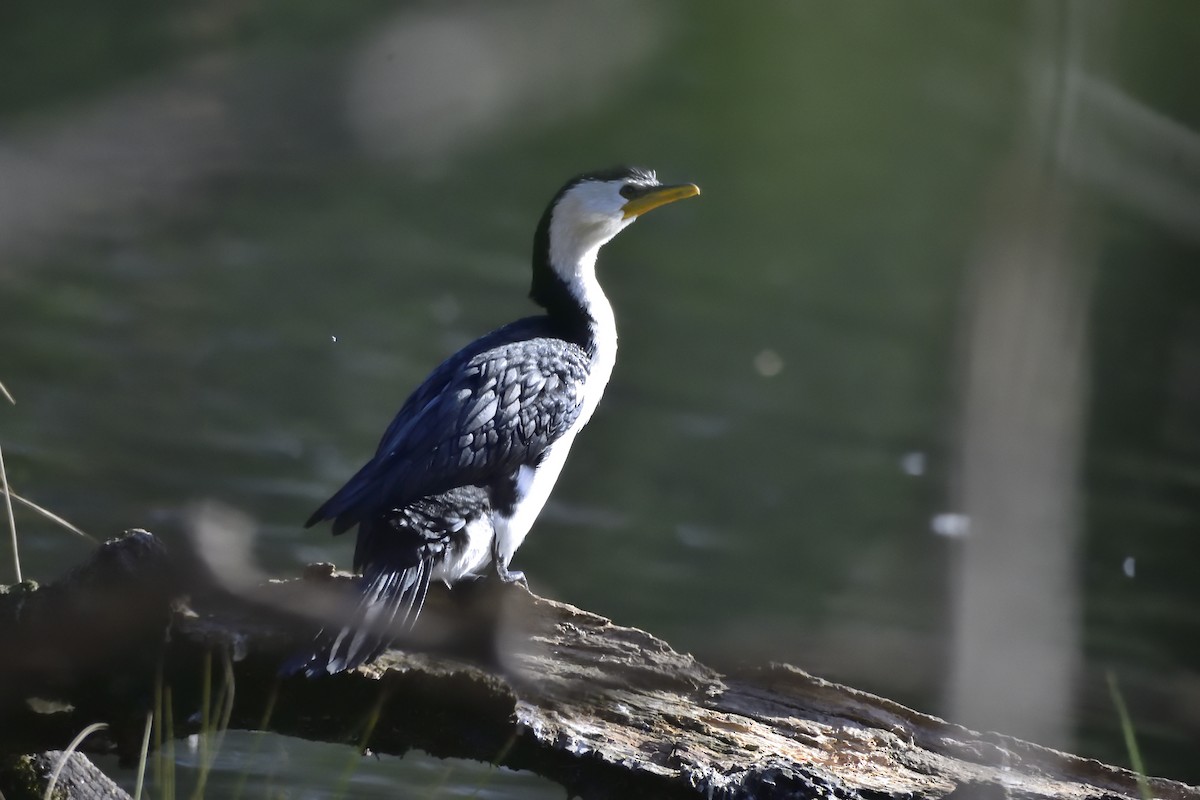 Little Pied Cormorant - ML637905740