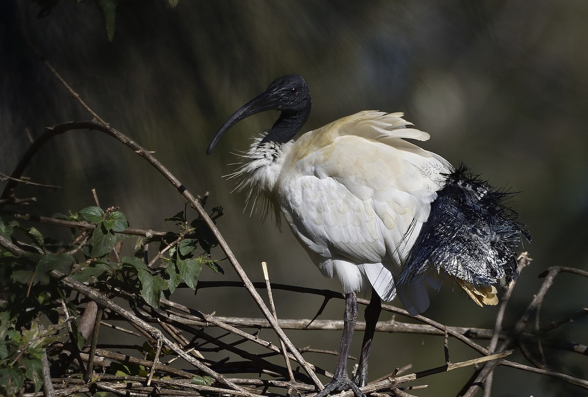 Australian Ibis - ML637905741