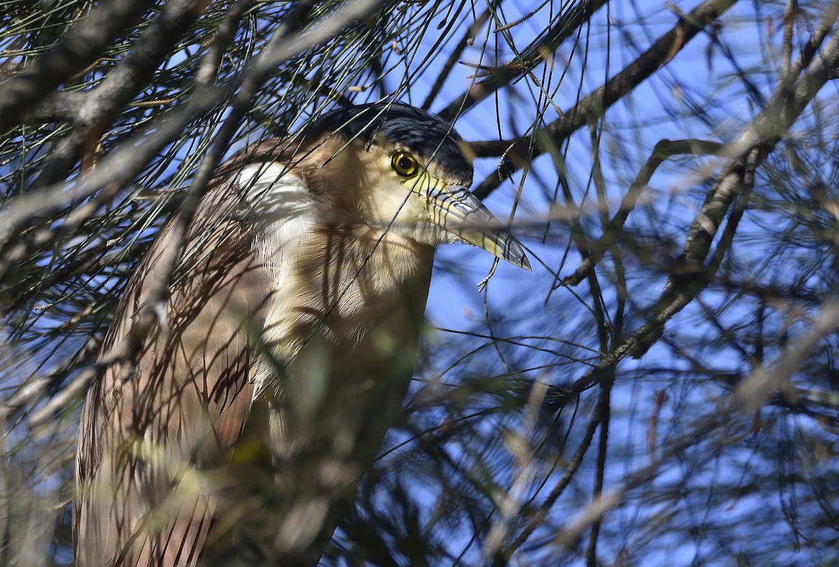 Nankeen Night Heron - ML637905751