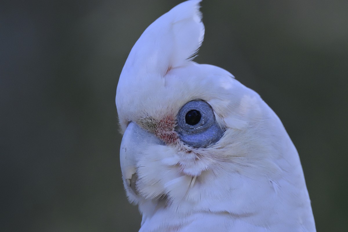 Little Corella - ML637905752