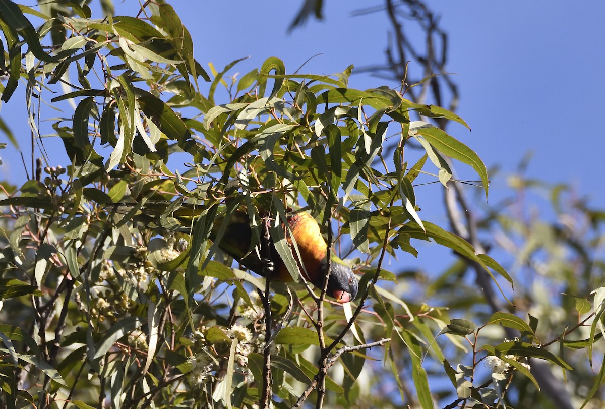 Rainbow Lorikeet - ML637905755