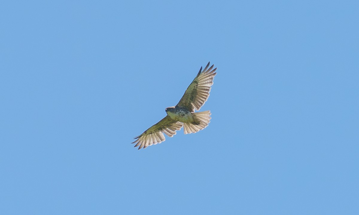Hawaiian Hawk - ML637905845