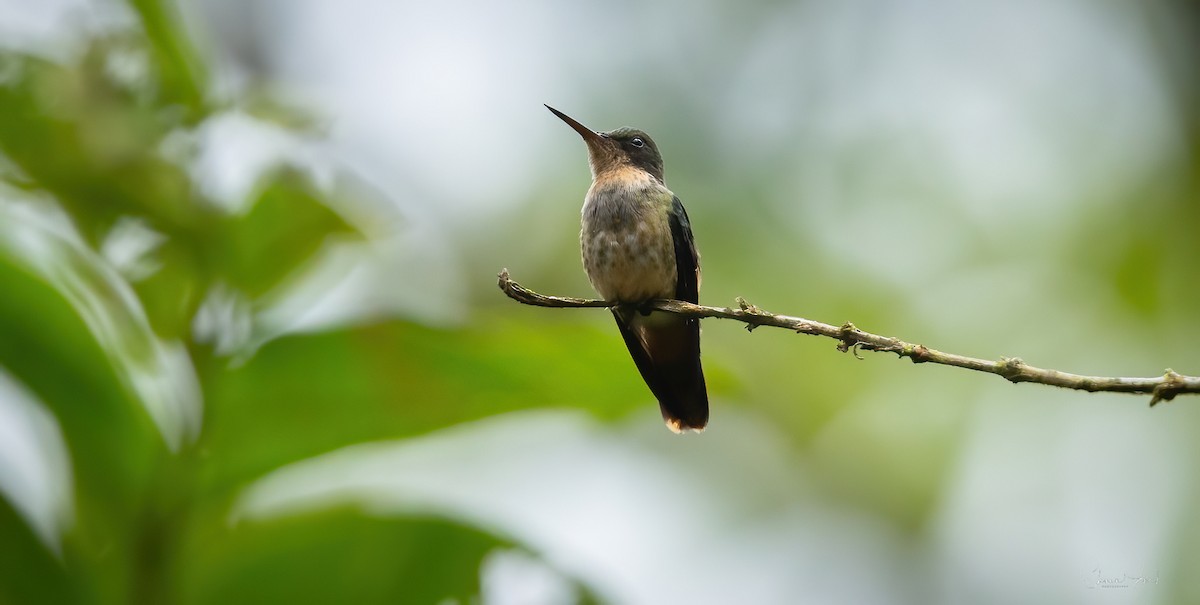 Black-crested Coquette - ML637905848